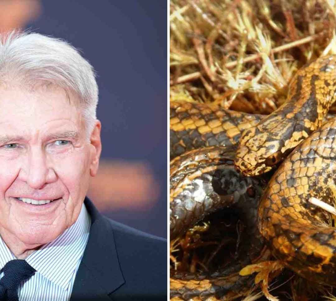 Nombran ‘Harrison Ford’ a Nueva Especie de Serpiente Descubierta en Perú