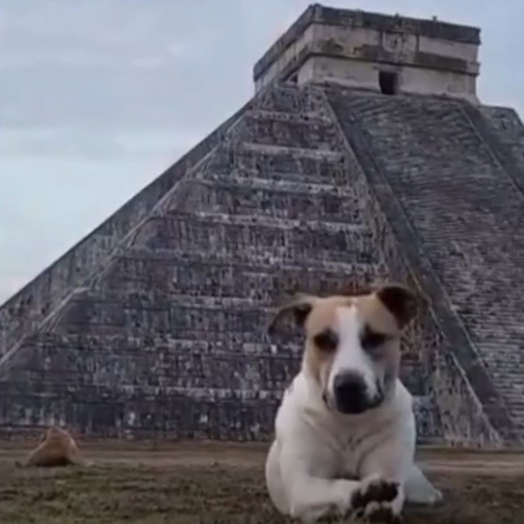 ‘Los Canes Sagrados de Kukulcán’, los Guardianes de la Zona Arqueológica de Chichen Itzá