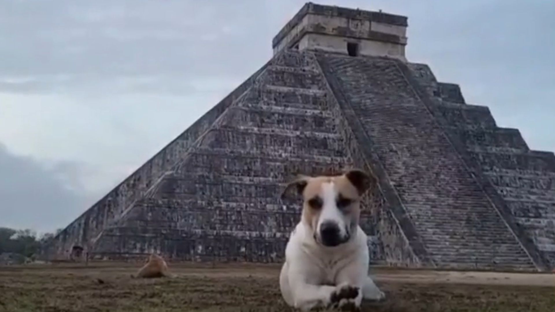 ‘Los Canes Sagrados de Kukulcán’, los Guardianes de la Zona Arqueológica de Chichen Itzá