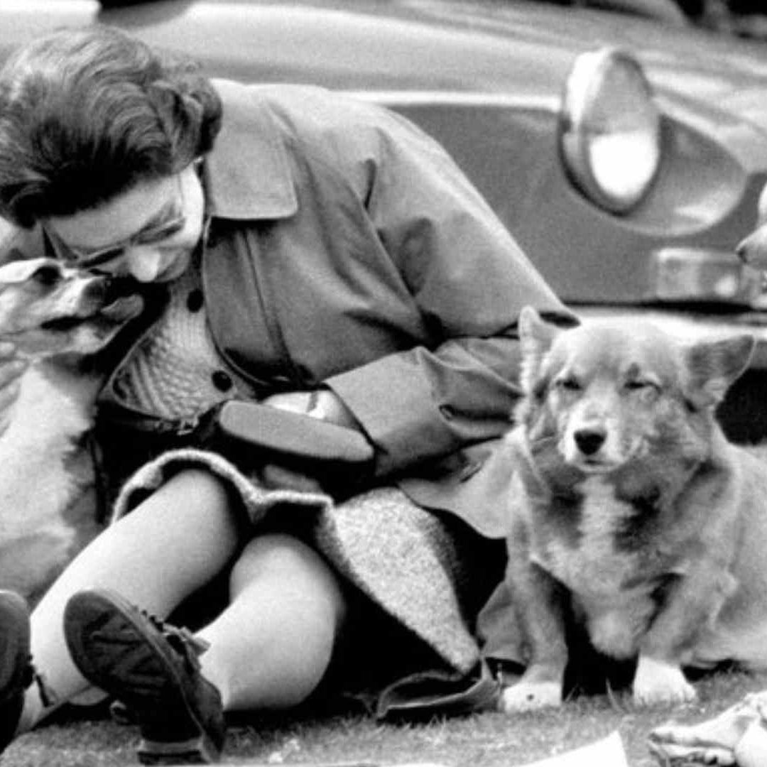 Inauguran exposición fotográfica de los perros de la Reina Isabel II
