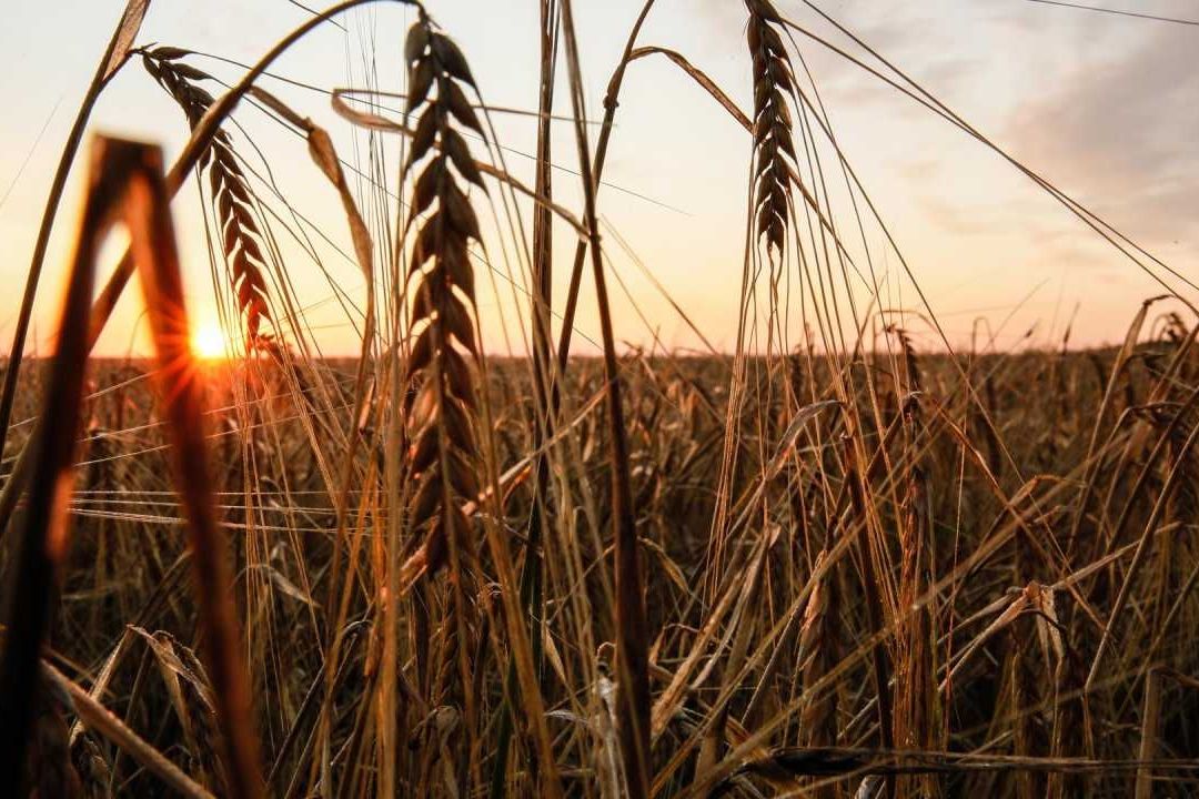 Rusia Suspende Acuerdo De Exportación De Grano Ucraniano
