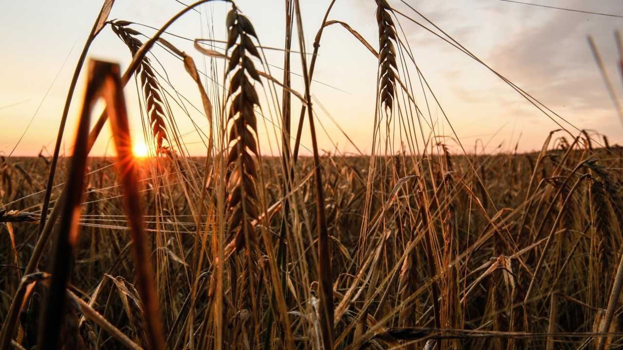 Rusia Suspende Acuerdo De Exportación De Grano Ucraniano