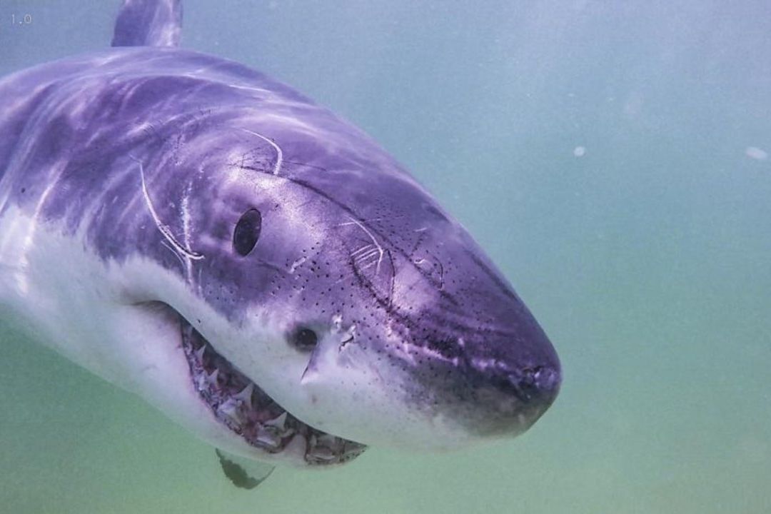 Autoridades egipcias confirmaron que no son comunes los ataques de tiburones en esa zona