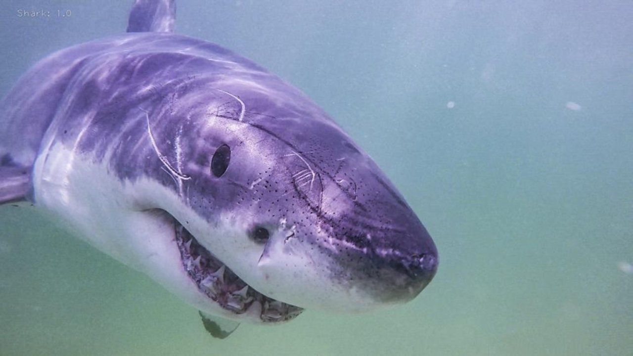 Autoridades egipcias confirmaron que no son comunes los ataques de tiburones en esa zona