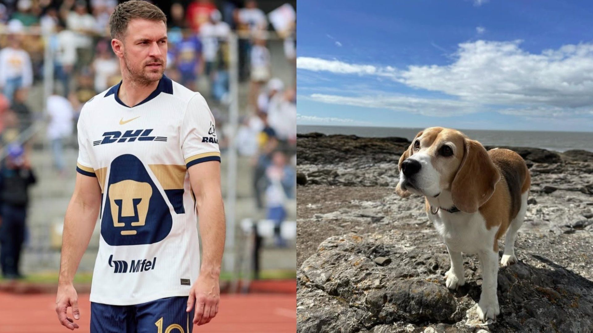 El futbolista Aaron Ramsey y su perro "Halo" llevan 10 años juntos.