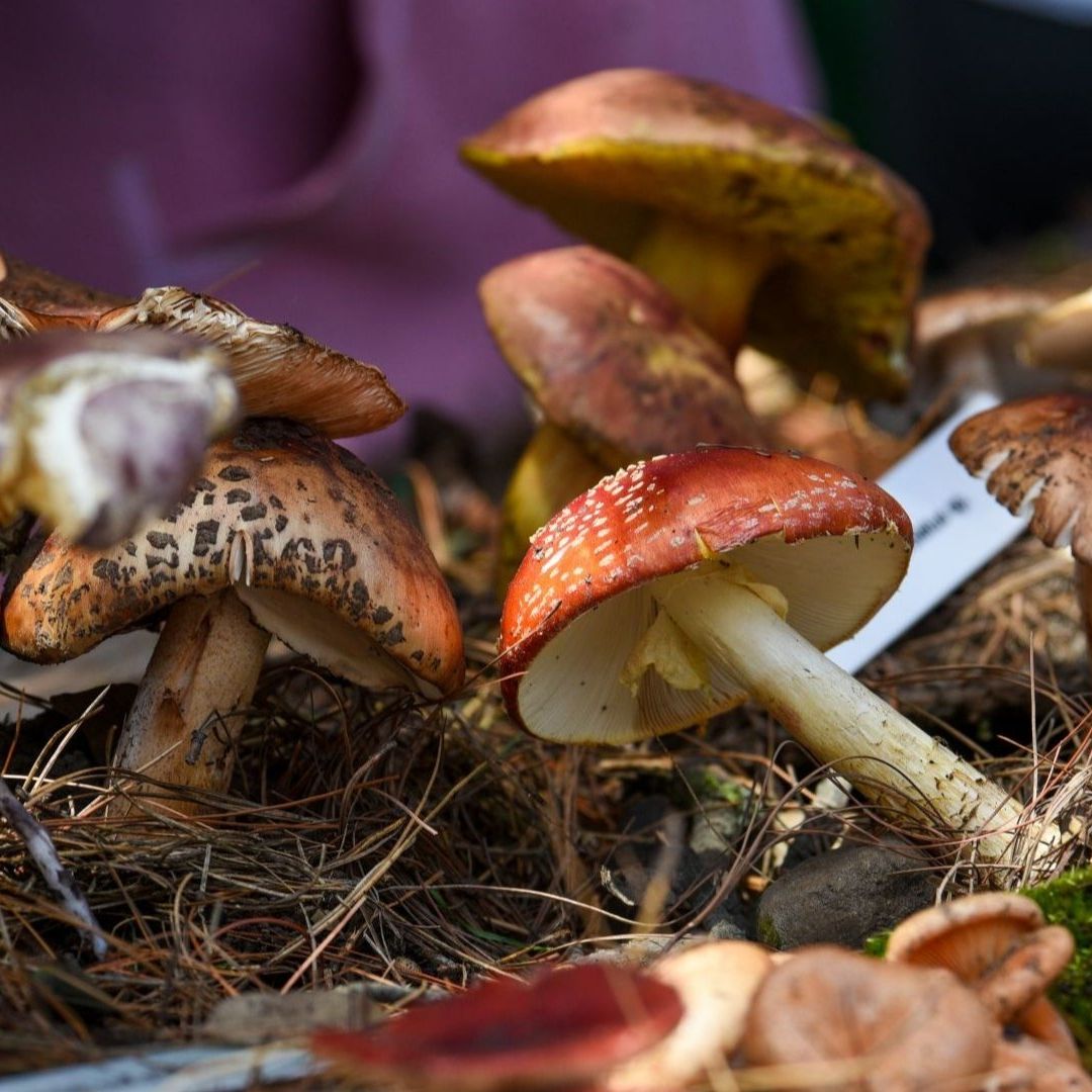 Hongos alucinógenos