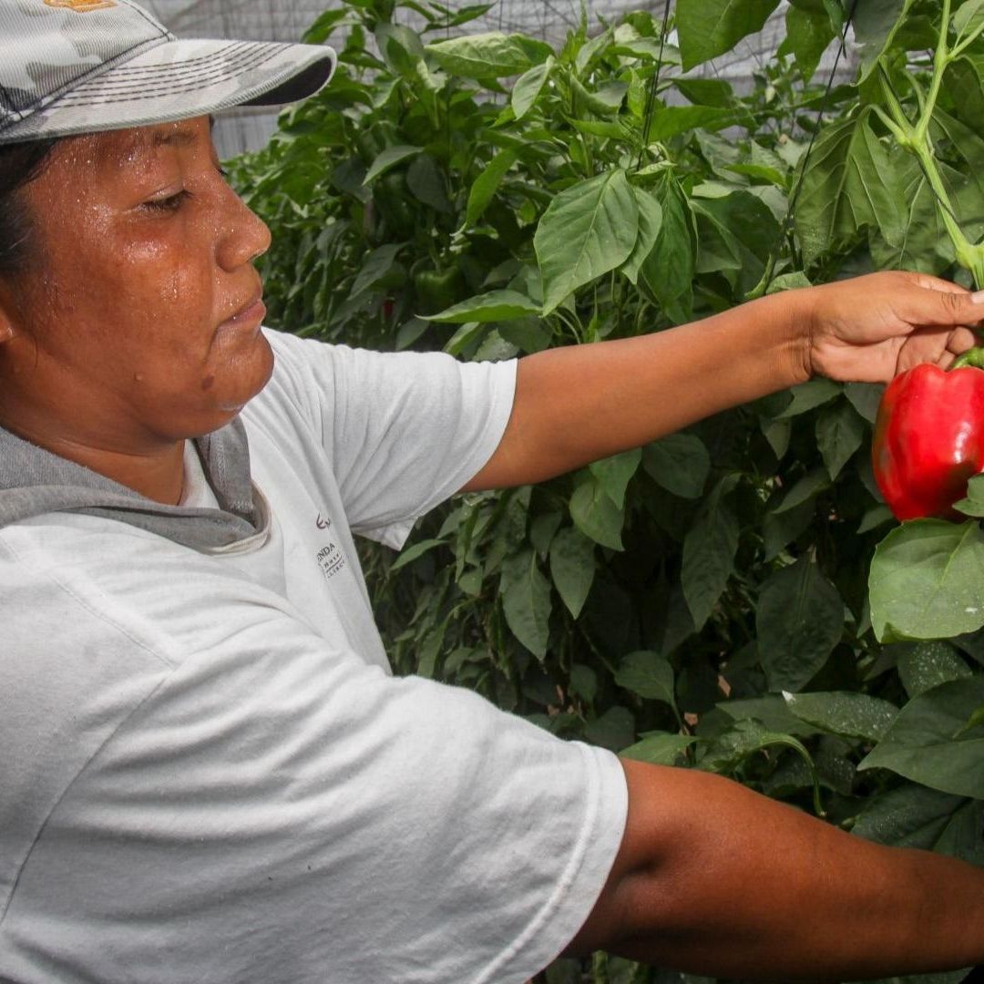 Sector agropecuario registra crecimiento en febrero de 2024