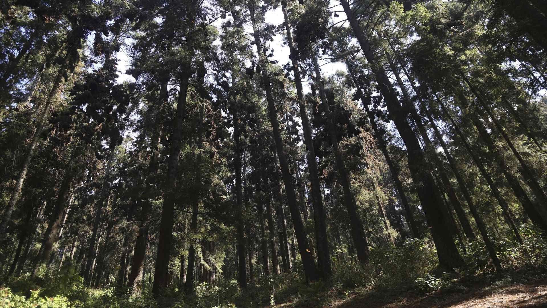 México Se Coloca en el Lugar 43 del Índice del Planeta Feliz