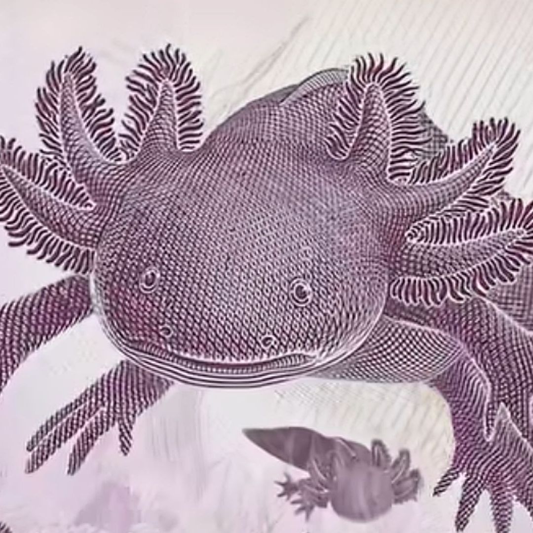 Estos son los Billetes de México Que han Ganado el Premio a los Más Bonitos del Mundo