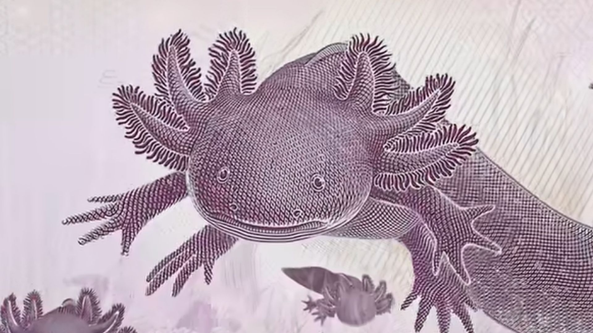 Estos son los Billetes de México Que han Ganado el Premio a los Más Bonitos del Mundo