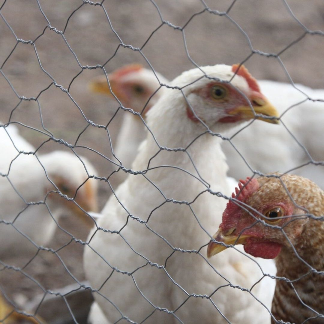 Gallinas en una granja