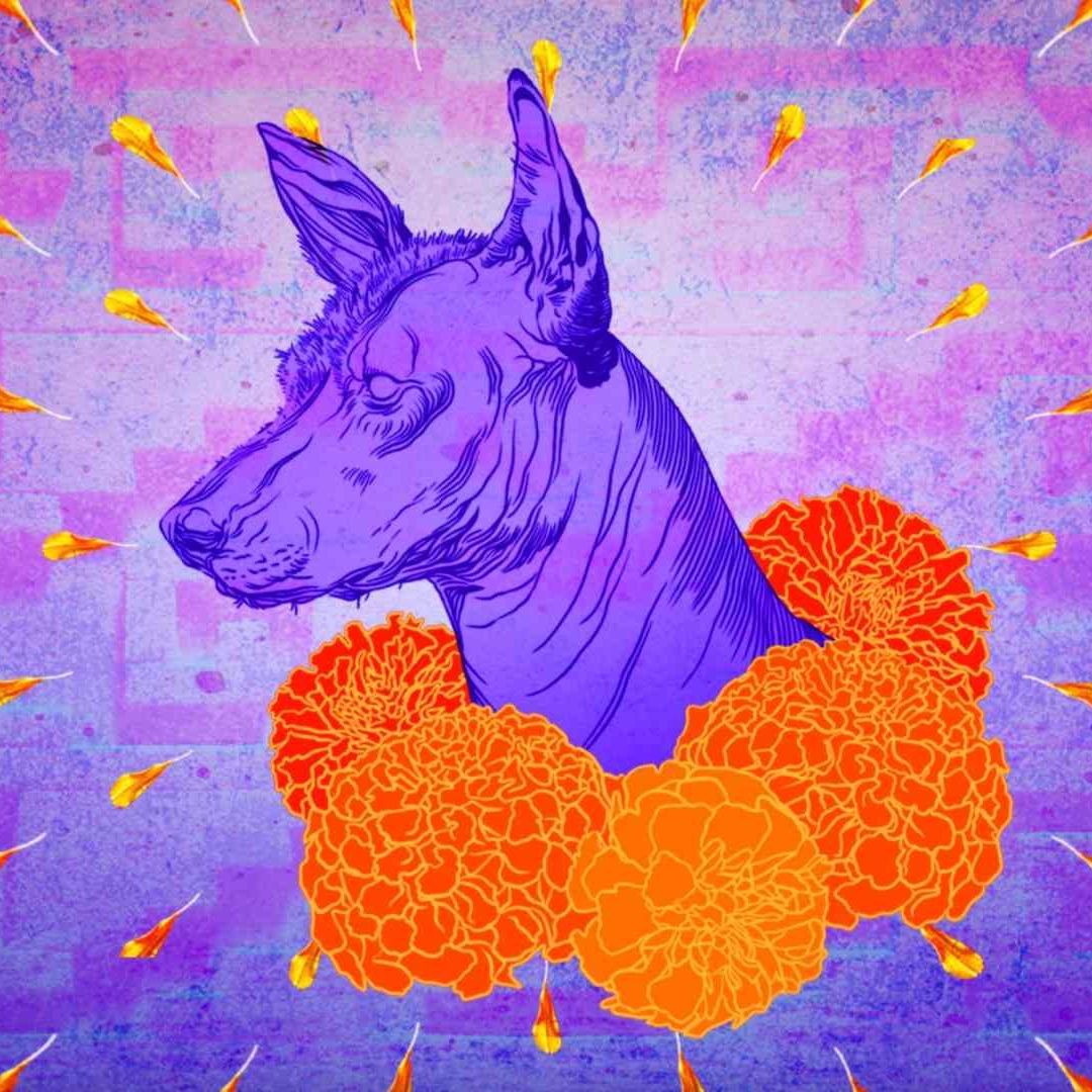 ¿Qué tiene que ver el Xoloitzcuintle con el Día de Muertos?