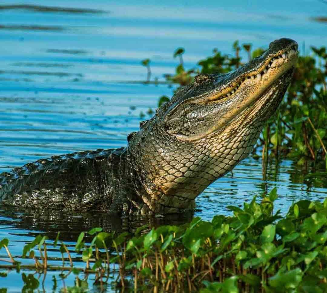 Caimán atacó a un hombre en Florida