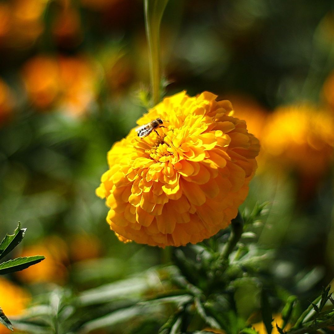 Cempasúchil: ¿Cómo Impacta esta Flor en la Alimentación de las Personas y en la Producción de Medicinas?