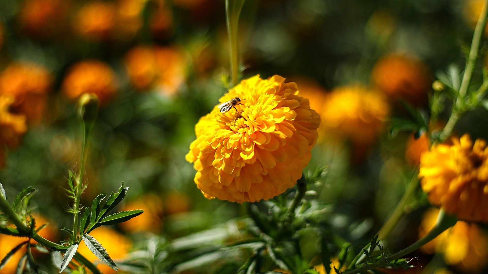 Cempasúchil: ¿Cómo Impacta esta Flor en la Alimentación de las Personas y en la Producción de Medicinas?