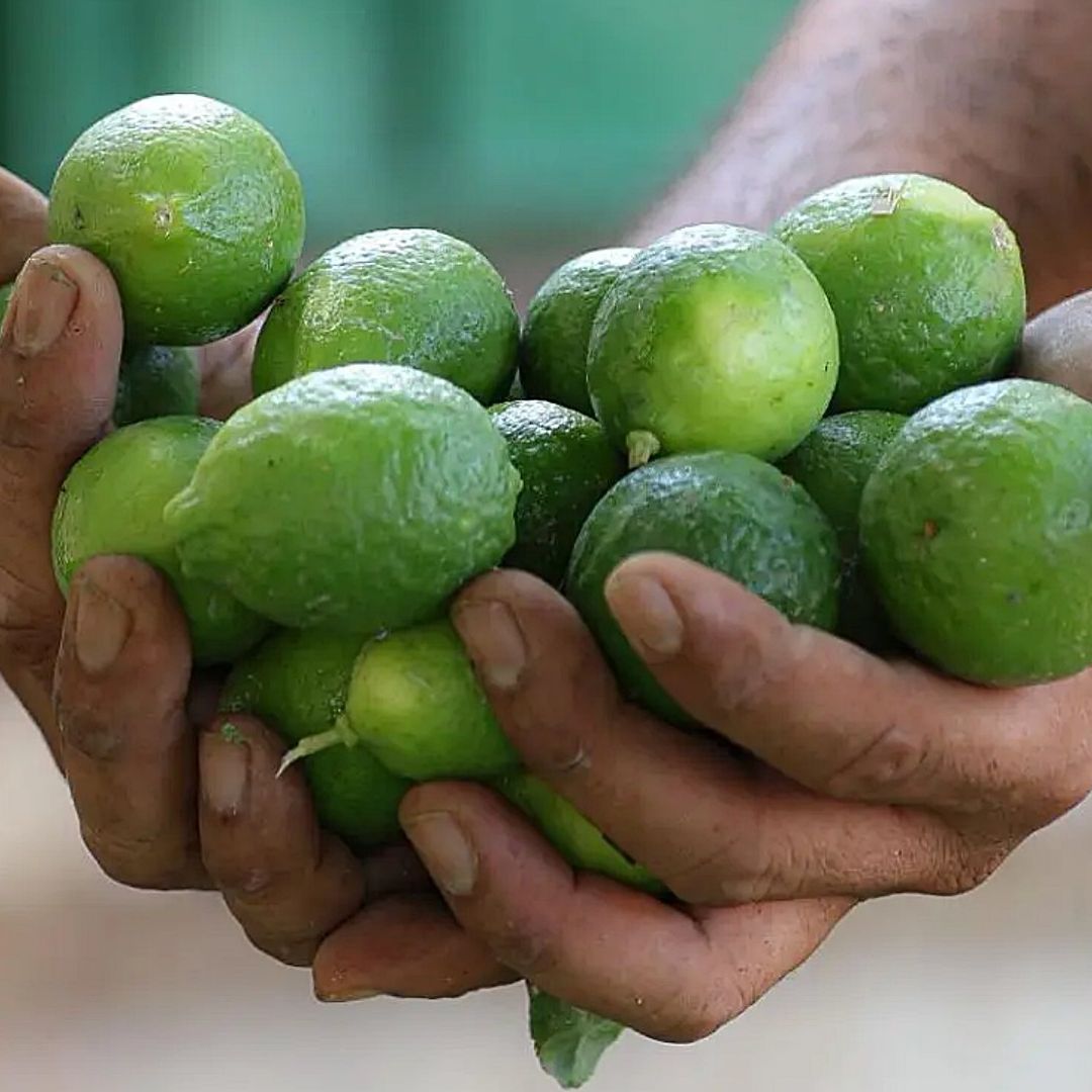 Precio del Limón se Estabiliza en Michoacán: Cuánto Cuesta Kilo Hoy Noviembre 2024