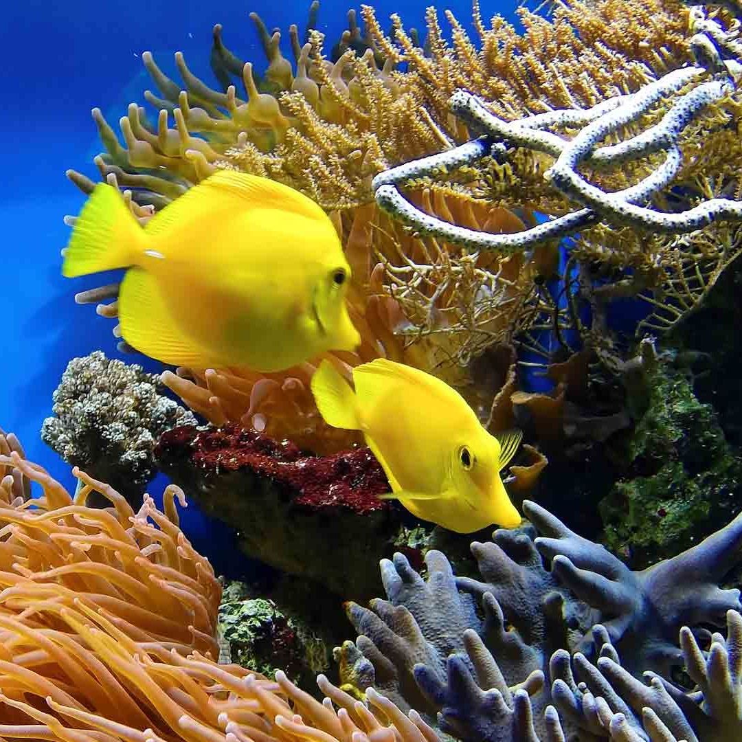 La Conferencia de Biodiversidad de la ONU logró un acuerdo histórico para salvar la biodiversidad para el 2030