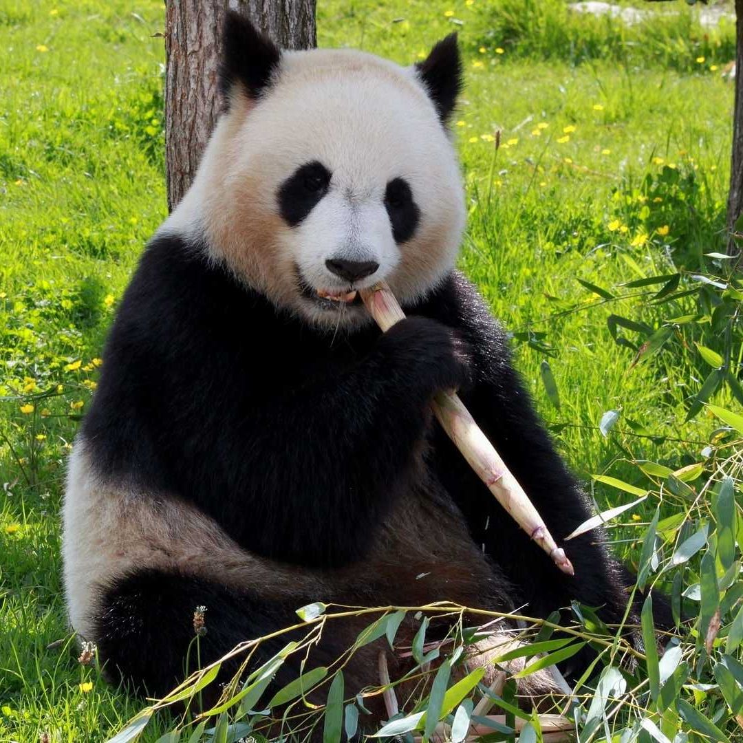 Panda gigante en Países Bajos es hembra y no macho