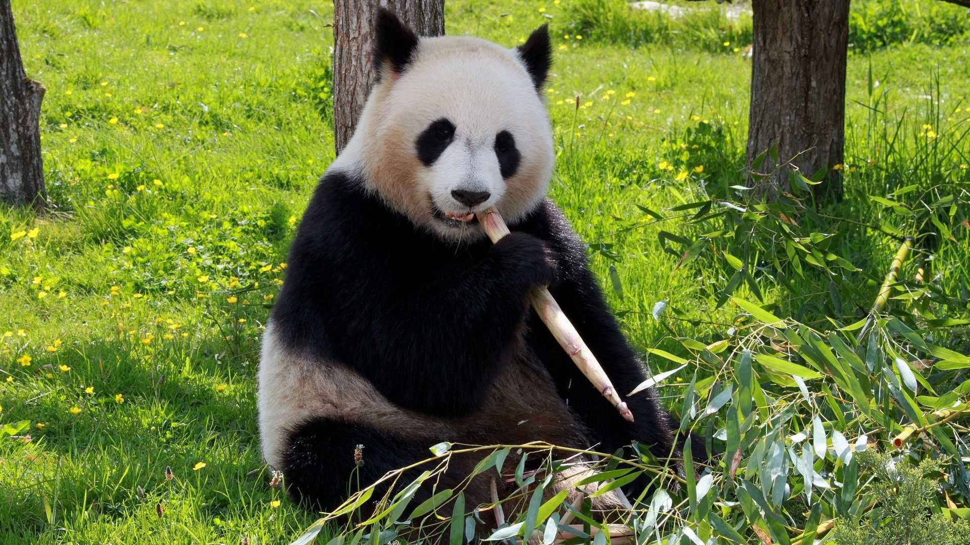 Panda gigante en Países Bajos es hembra y no macho