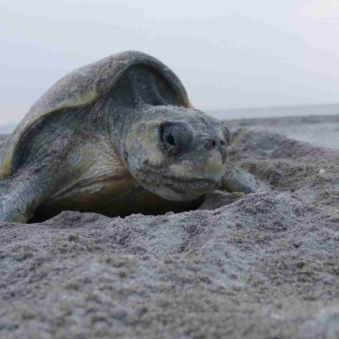 Denuncian a saqueadores de huevos de tortuga