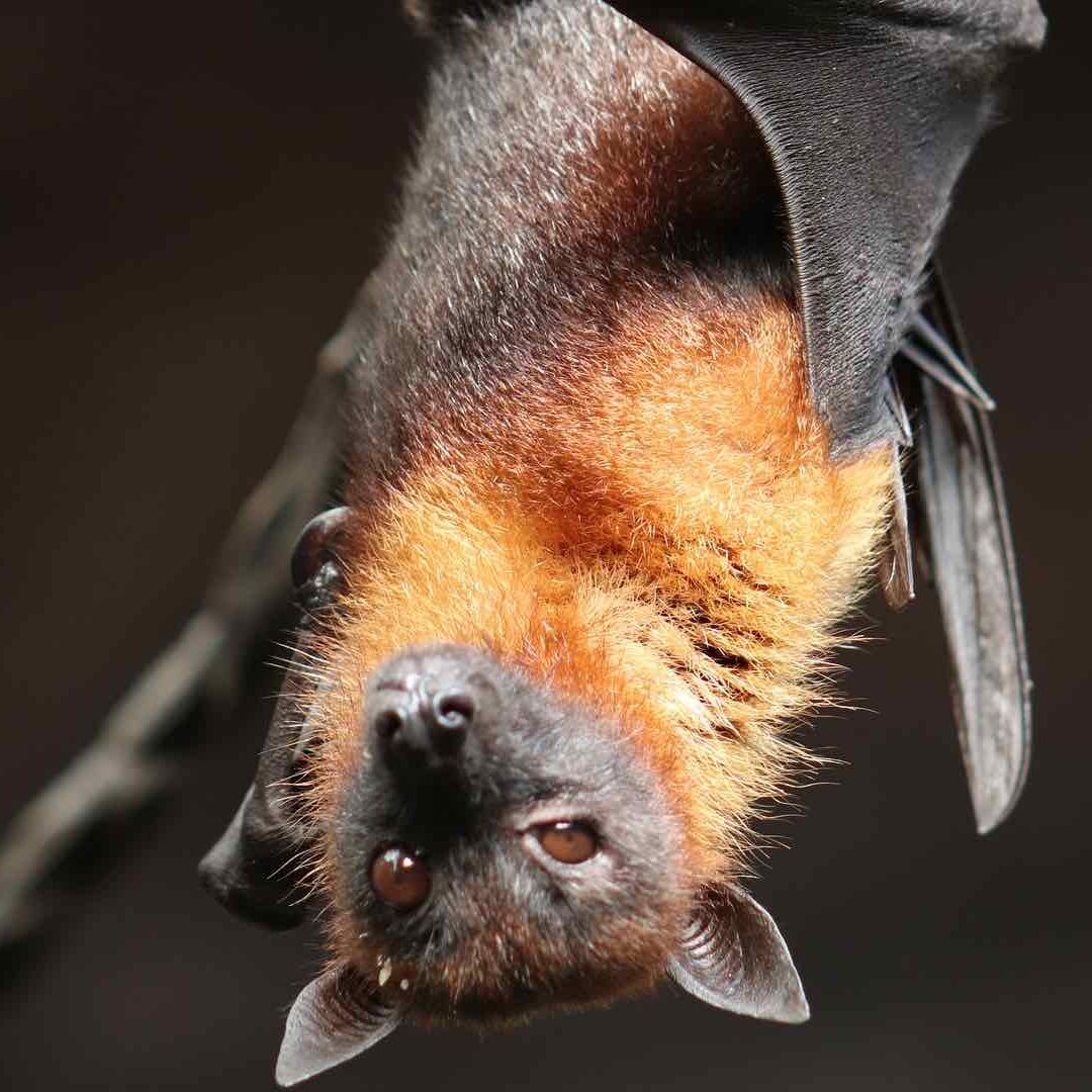 Cualquier mamífero puede propagar el virus de la rabia
