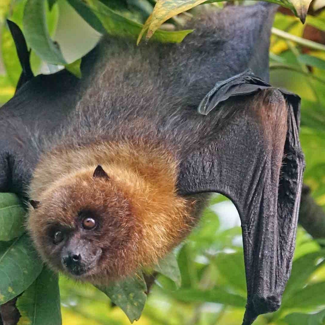 Esto es lo que debes hacer si te muerde un murciélago con rabia