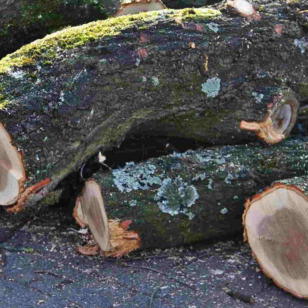 Deforestación de Amazonía aumentó durante gobierno de Bolsonaro