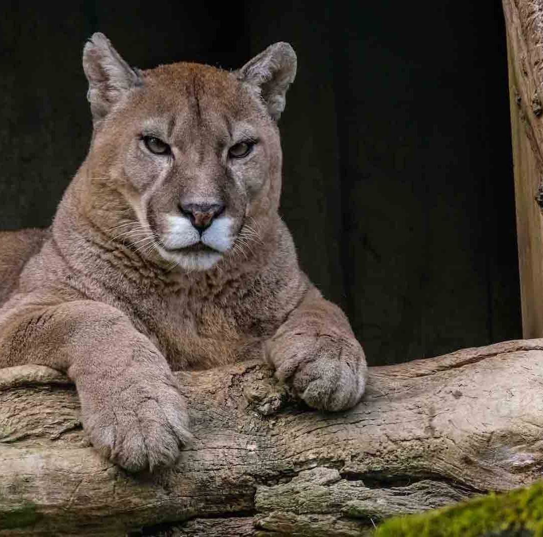 Pantera de Florida, en riesgo de extinción por atropellamientos