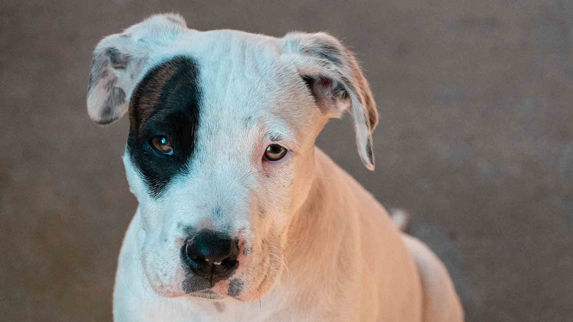 Perro salva a dueño durante un asalto en Costa Rica