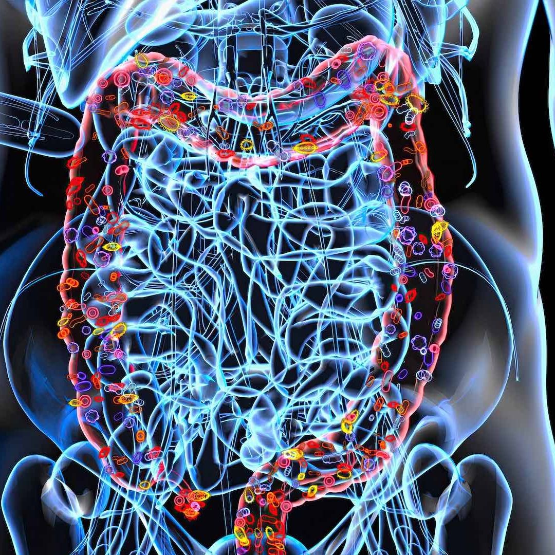 Las amistades comparten microbiota intestinal aunque no vivan juntos