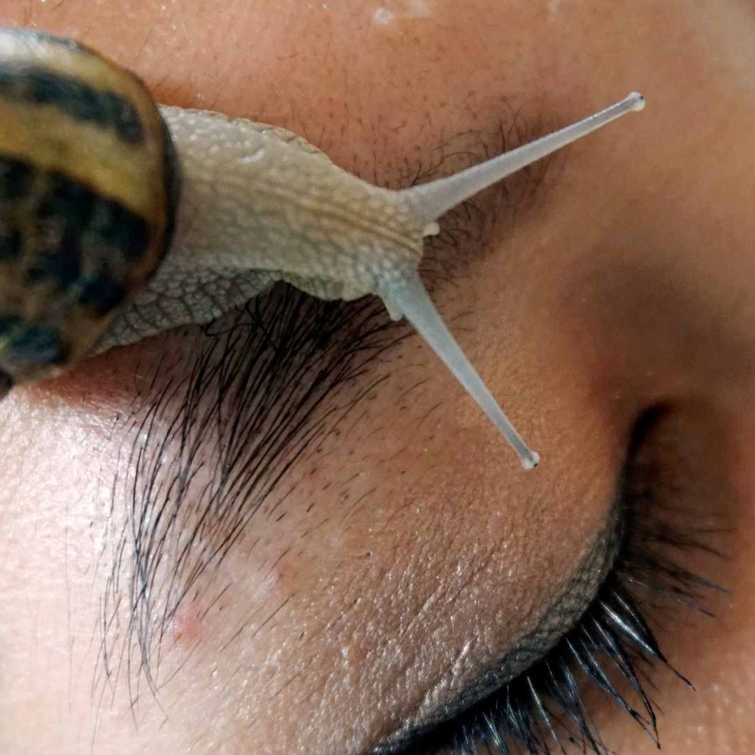 Científicos chinos identificaron un pegamento biológico a partir de la secreción del caracol