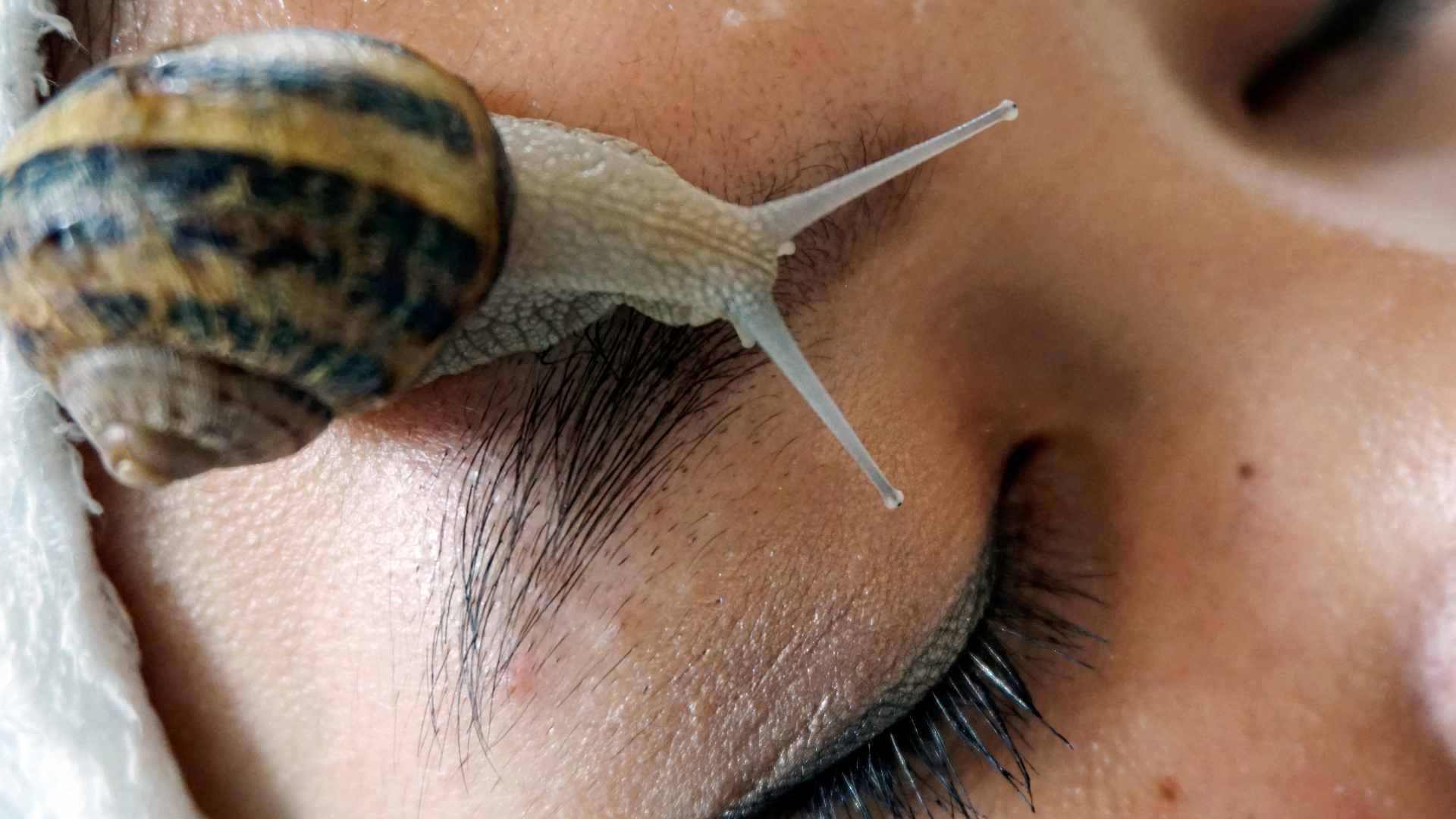 Científicos chinos identificaron un pegamento biológico a partir de la secreción del caracol