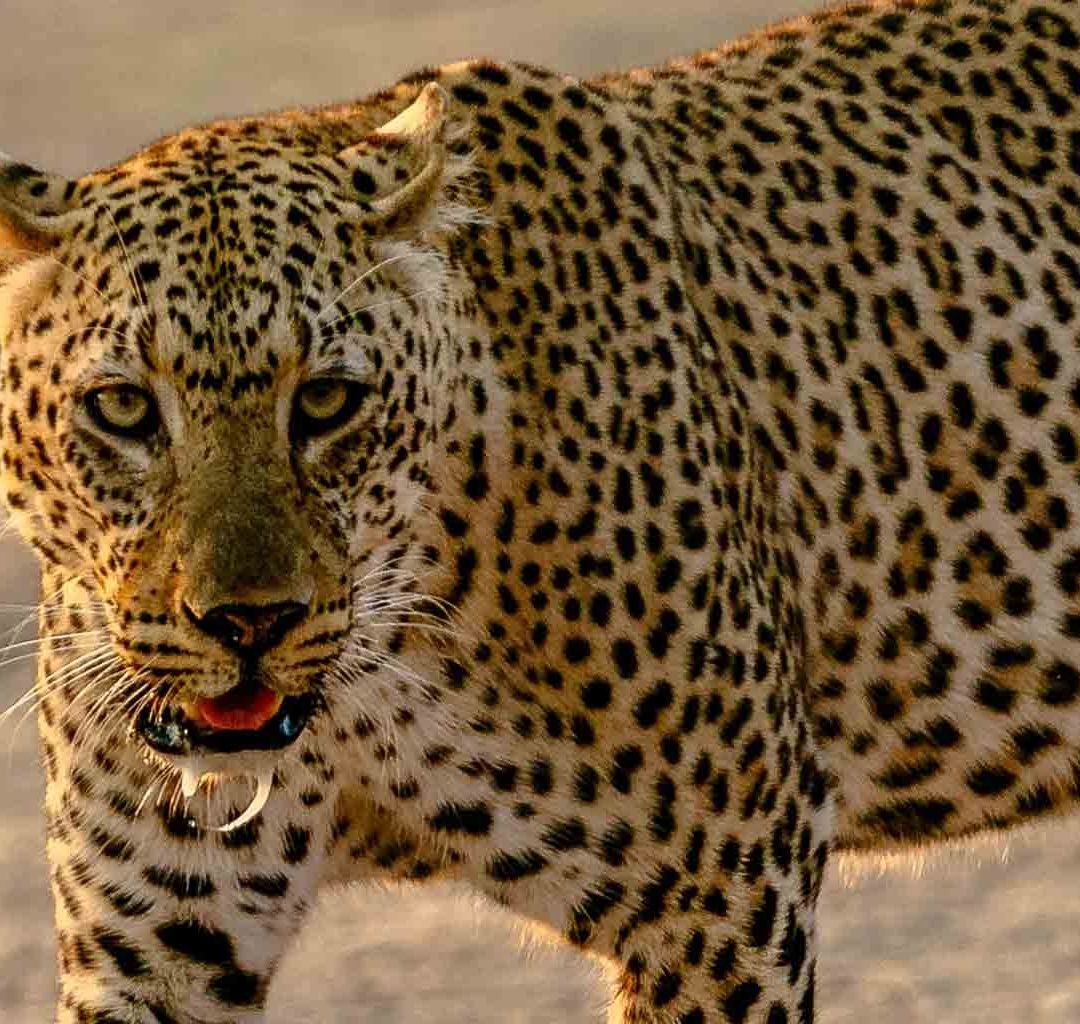 Video: Leopardo entra a corte de la India y hiere a 5 personas