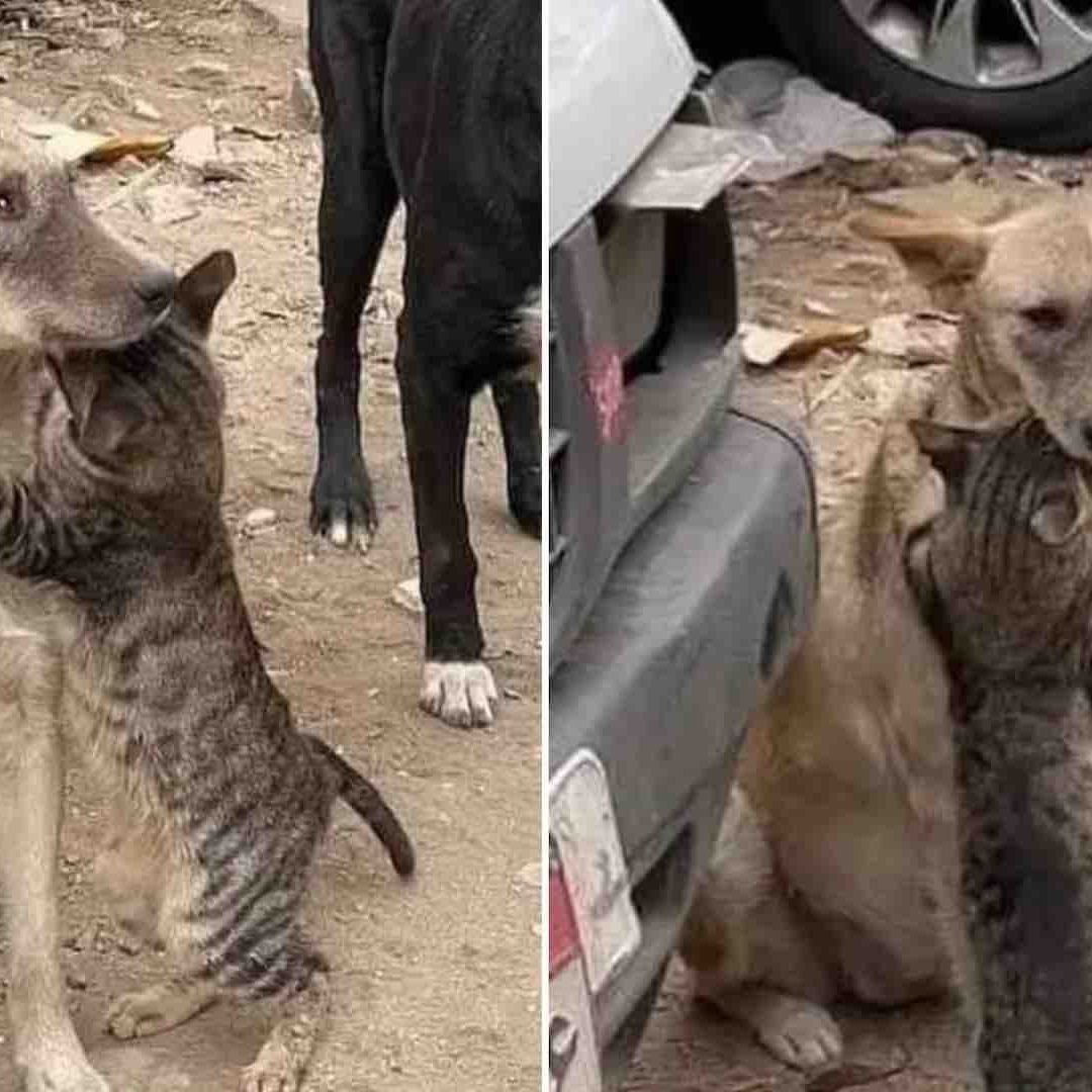 Gato abraza a perro tras el temblor