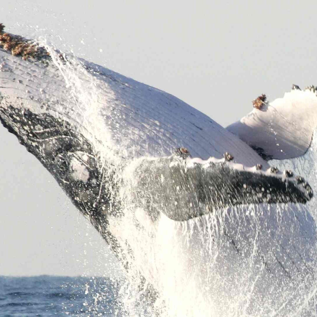 Ballenas macho jorobadas ya no cantan para atraer a las hembras