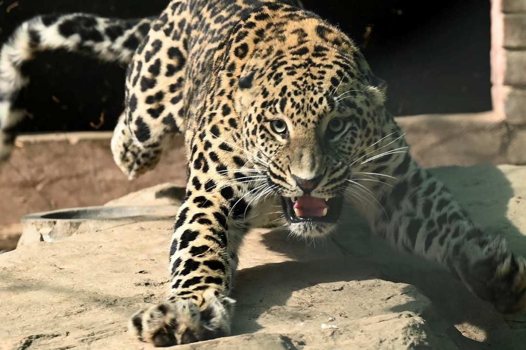 Un leopardo que tenían como mascota escapó y desató pánico en Islamabad, Pakistán