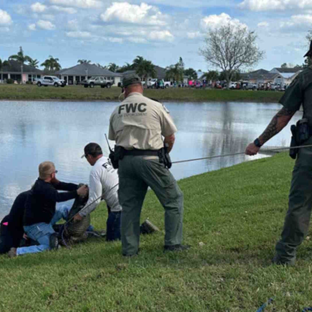 Mujer defiende a su perro de ataque de caimán y muere en Florida
