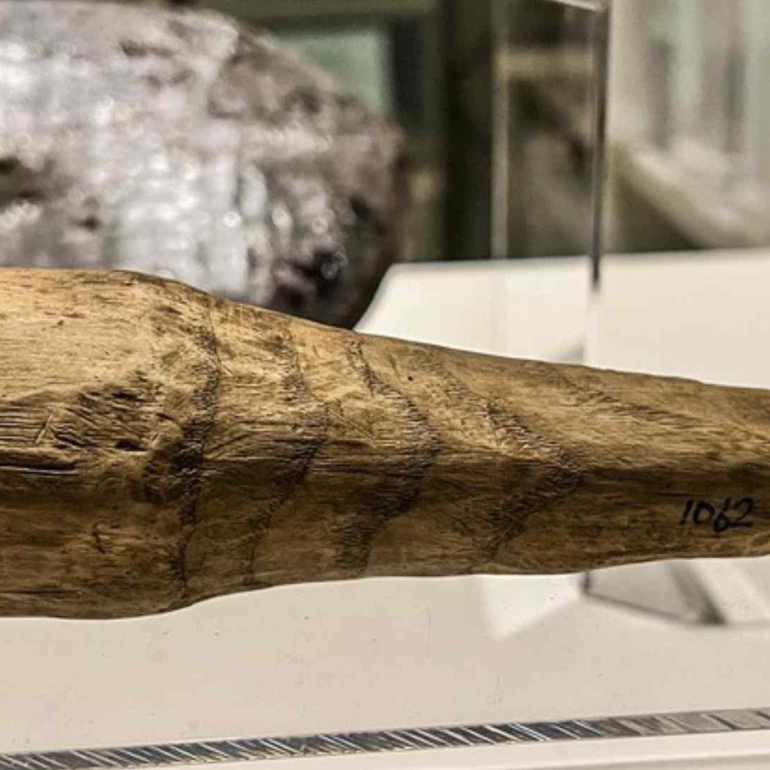Arqueólogos de Reino Unido hallaron un dildo romano de madera