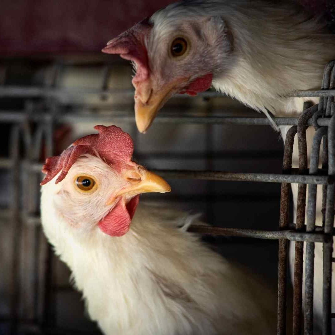 OMS califica de preocupante casos de gripe aviar en humanos