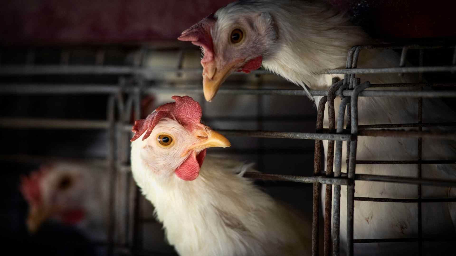 OMS califica de preocupante casos de gripe aviar en humanos
