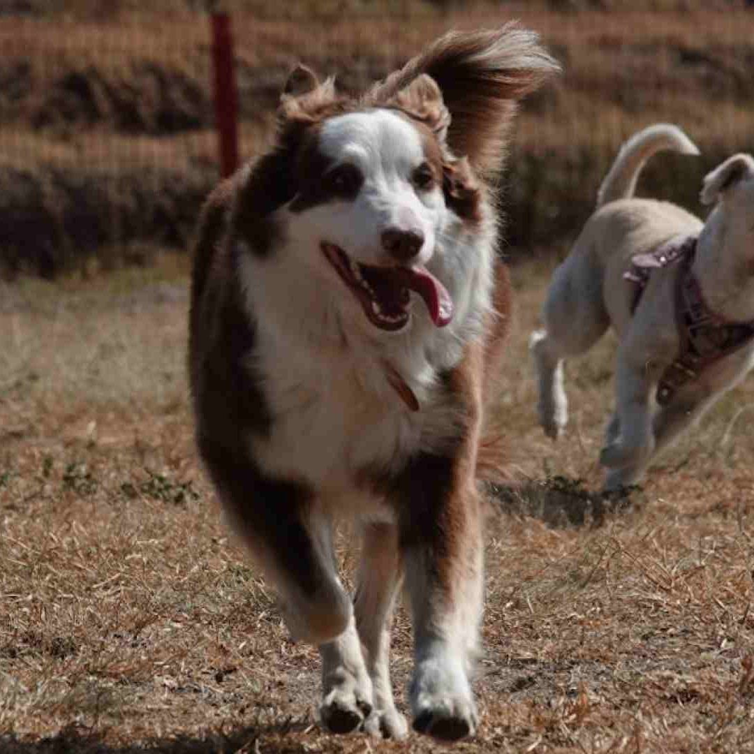Las razas de perro más propensas al cáncer son los Bóxer, los Golden Retriever y los Beagle