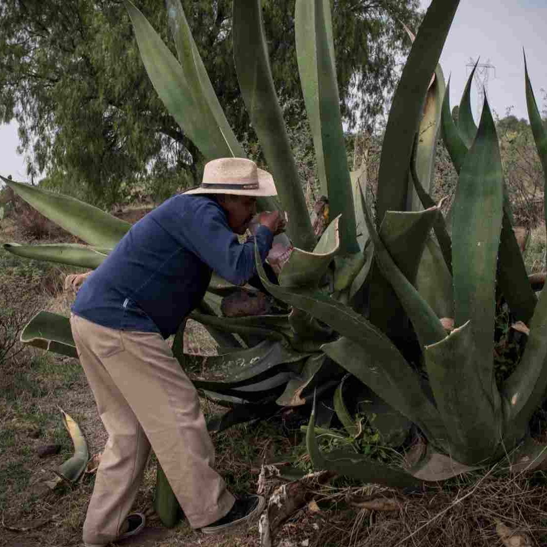 Florida: Científicos identifican al "gusano" del mezcal; así es