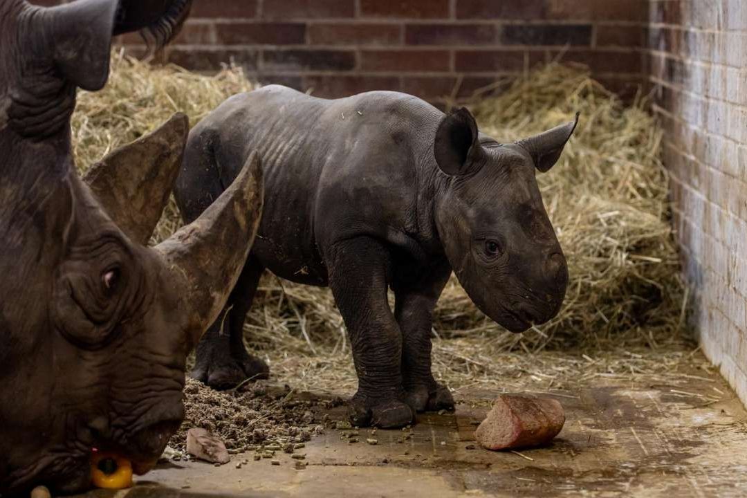 Un rinoceronte negro oriental en peligro de extinción nació en un zoo de República Checa