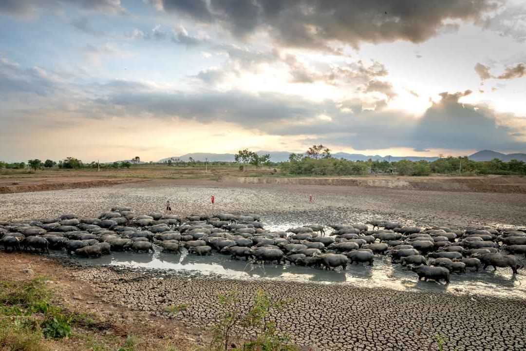 La ganadería consume el 70% del agua apta para consumo humano