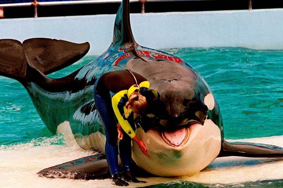 Anuncian liberación de orca Lolita quien lleva 50 años en cautiverio