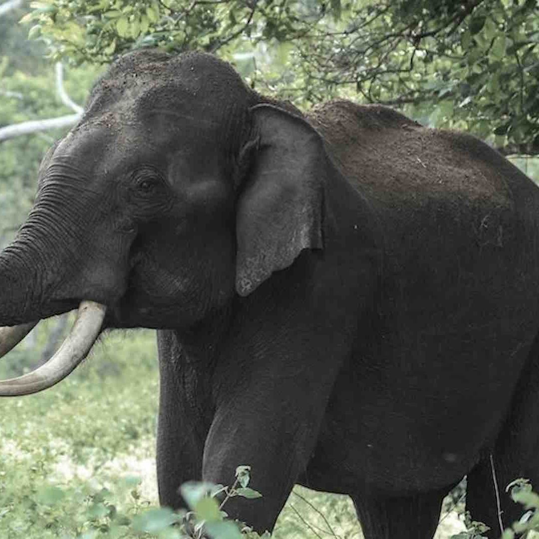 Un elefante captado en la selva