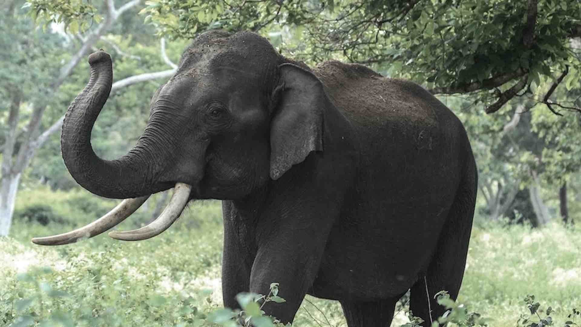 Un elefante captado en la selva