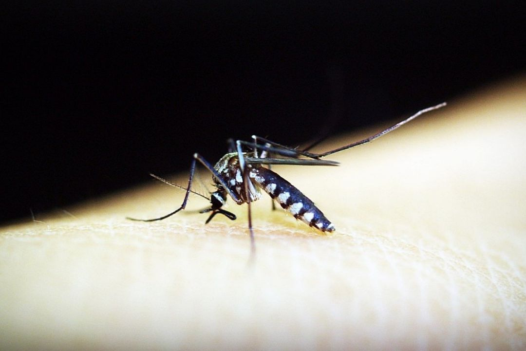 Alertan por aumento de mosquitos que transmiten el dengue en América y Europa