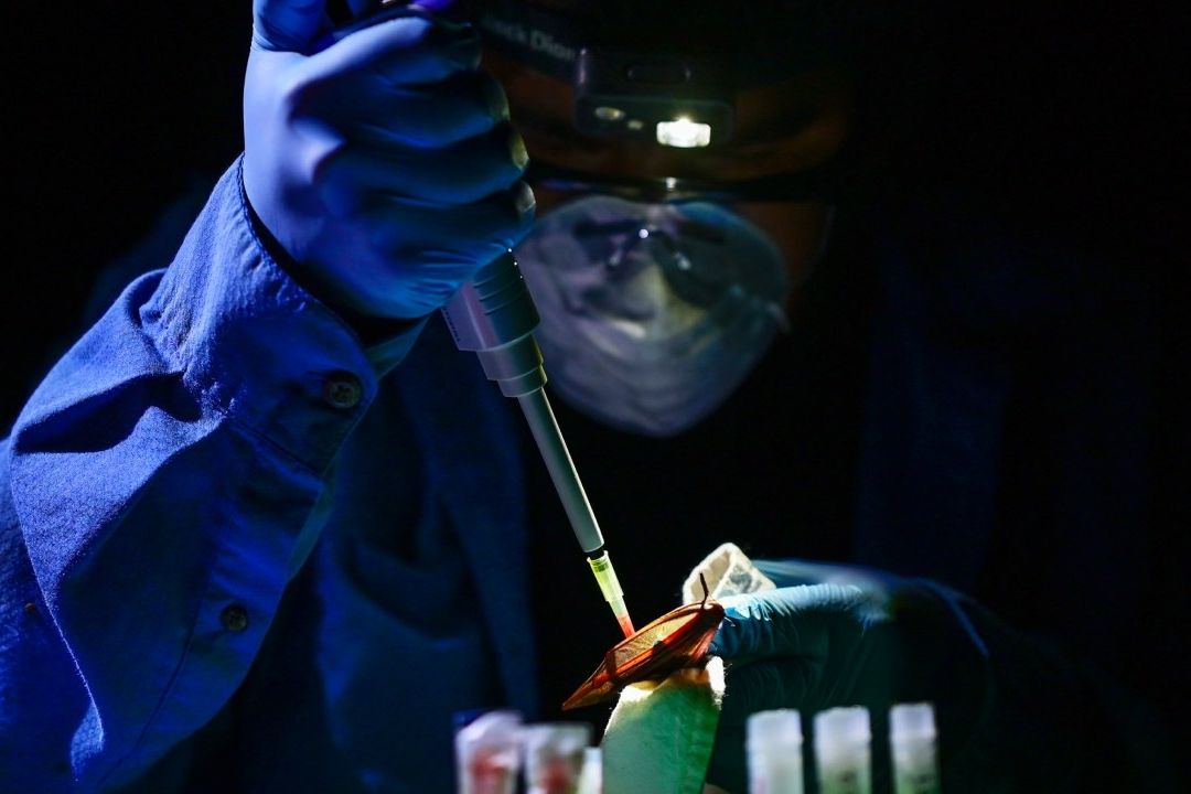 El objetivo específico es conocer cómo distintos virus que circulan entre animales
