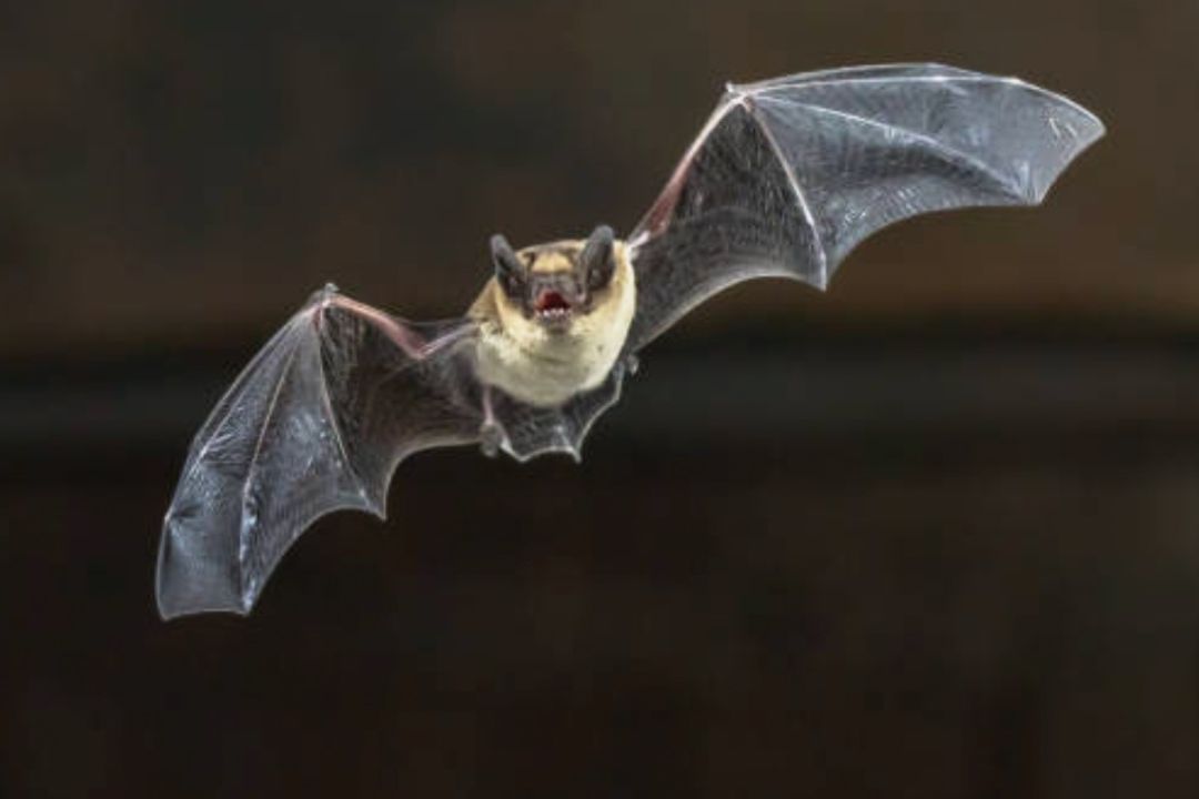 Se Multiplican las Zoonosis, Enfermedades por Animales